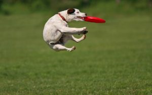 dog-playing-and-catching-frisbee-hd-animal-wallpaper-dogs